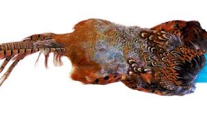 Fasanskinnsdummy Ca 900 g