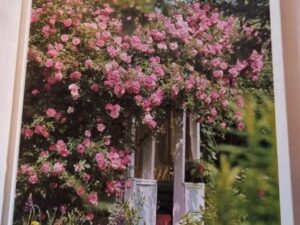 Secondhand bok Trädgården Alla slags rosor Siv Nilson
