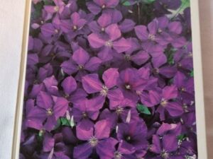 Secondhand bok Trädgården Klätterväxter och marktäckare Lars Eric Samuelsson