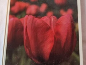 Secondhand bok Trädgården Lök-och knölväxter Siv Nilson