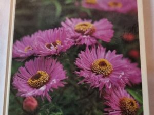 Secondhand bok Trädgården Perenner Siv Nilson