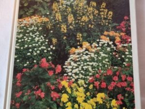 Secondhand bok Trädgården Sätt färg på rabatten Siv Nilson